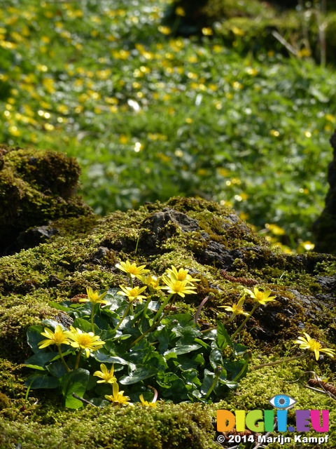 FZ004227 Yellow flowers and moss in possible quary for Tinkinswood burial chamber